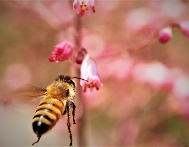 LF20200627-Bees-3.jpg